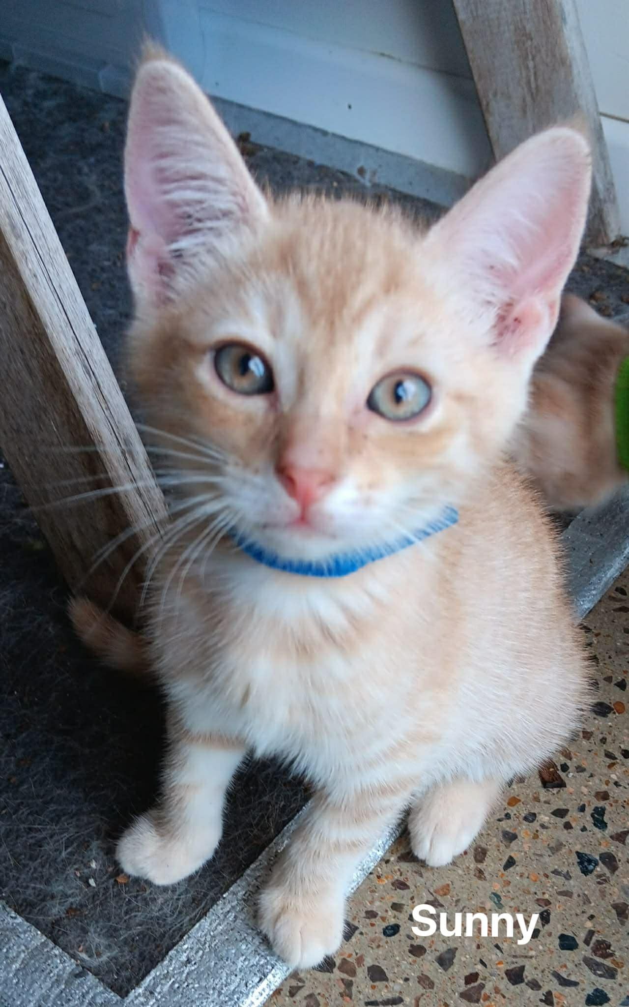Sunny (kitten) Sunny (kitten)